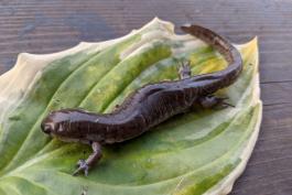 A small-mouthed salamander on a leaf