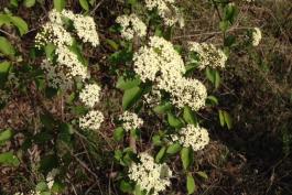 Black Haw in bloom. It has small white flowers in clusters on the ends of its branches.