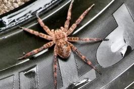 Photo of a dark fishing spider standing on a rubber tire.