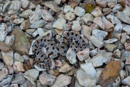 Western Pygmy Rattlesnake coiled up on rocks. Its head is towards the camera, but the distinctive brown stripe and black spots are evident. 