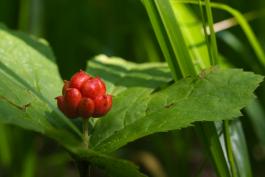 Close-up of a Golden Seal plant with a red fruit on a short, barbed stem. The fruit looks like a very small raspberry.