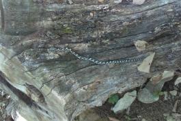 Dark gray snake with black blotches on its back, stretched out across a fallen tree. The snake has a black marking on its head that looks like a mask.