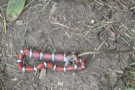 Red milk snake wrapped around a skink. It is beginning to swallow the head of the lizard. 
