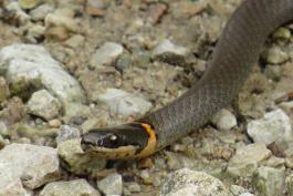 snake with a black head and an orange ring moving over rocks
