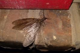 Photo of a fishfly perched on a brick window sill.