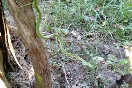 Long green snake sliding out from a fence pole to the ground. 
