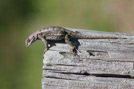 A brown lizard perched on the end of a weathered fence rail.