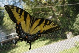 Large yellow butterfly with black stripes on a screen door.