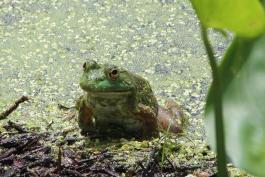 Frog emerging from an algae-covered pond. Bits of algae are sticking to it. 