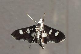 Leaf-Folder moth underside, Chesterfield, MO