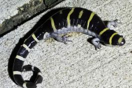 Ring salamander on a patch of concrete. The dark skin with yellow stripes and white underbelly are visible. 