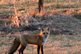 Red fox walking along a fence in early evening. 