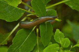snake winding through leaves on a plant