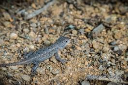 gray lizard on a pebbly surface. 