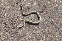 Lined Snake in Shrewsbury