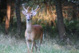 6-point deer with antlers still covered in velvet. 
