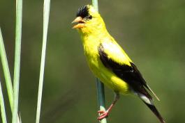 Yellow bird with black highlights perched on a stalk.