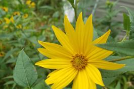 Sawtooth sunflower 