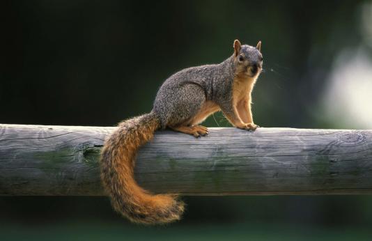 Fox squirrel on branch