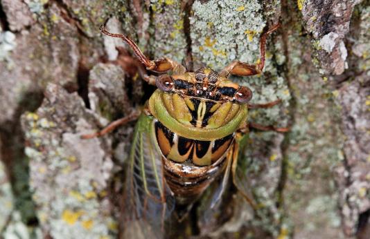 Annual cicada on tree