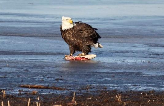 Bald eagle with fish