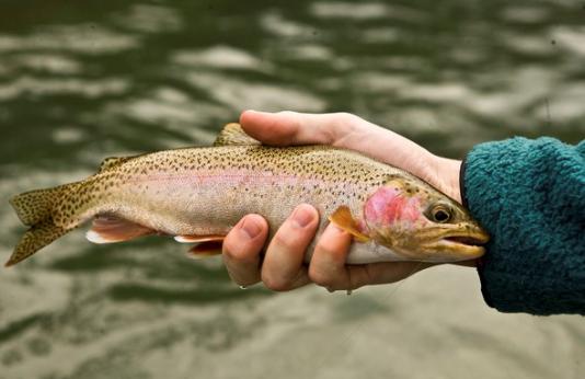 Woman holds trout