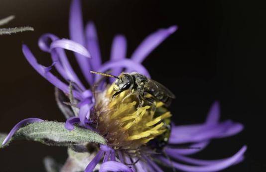 Leafcutter bee on a flower