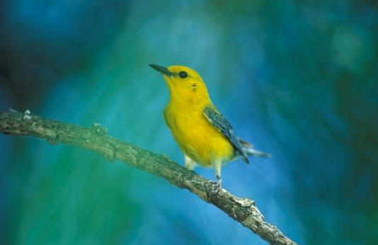 Prothonotary warbler