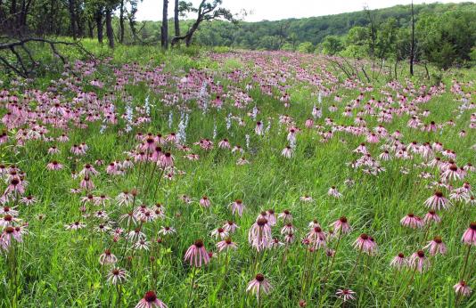 Purple coneflowers in bloom on a glade at Danville Conservation Area.