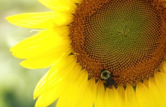 A bee on a sunflower at Davisdale conservation area
