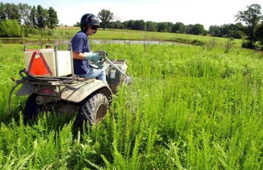 Man controlling invasive species in field