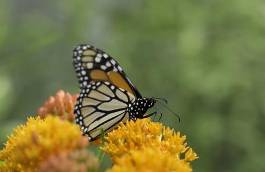 monarch butterfly on butterfly milkweed