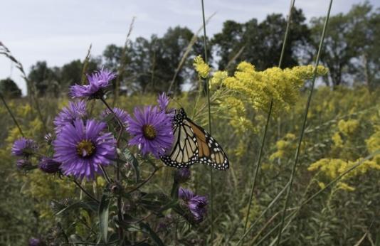 Monarch butterfly feeds on New England aster