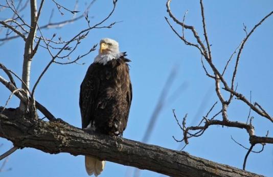 Bald eagle on tree branch