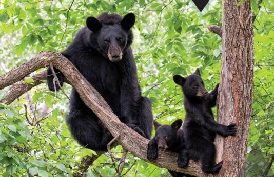 Discover Nature Schools image with black bears