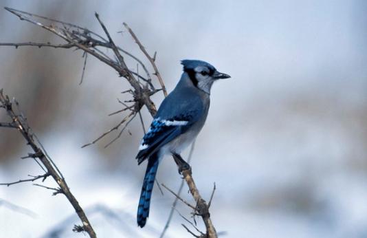 Blue jay perches on tree branch in winter