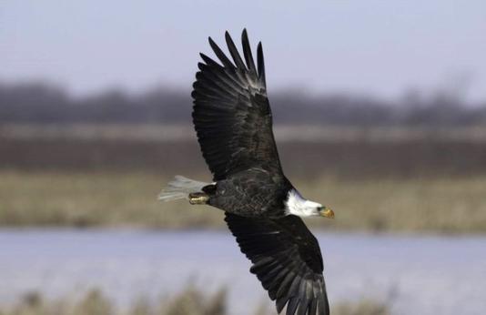 Bald eagle flying