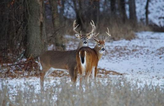 Two white tailed bucks in the snow