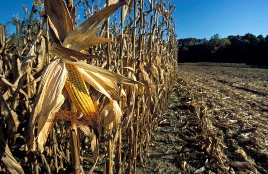 Corn food plot for wildlife