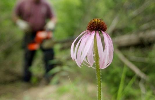 A purple coneflower in the foreground while a man manages habitat in brackground