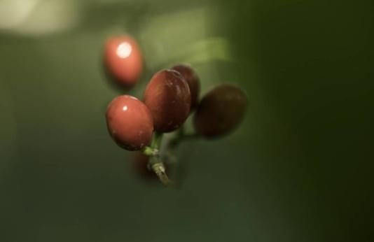 Berries from a spicebush plant