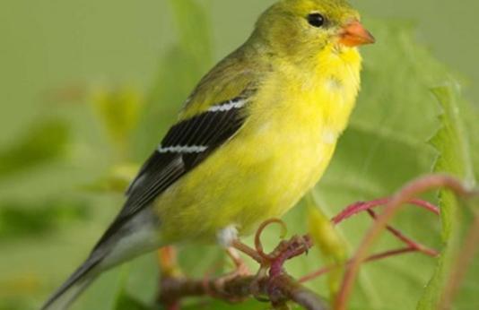 female American goldfinch