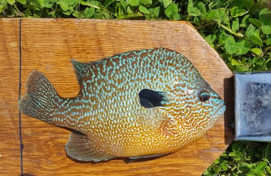 Longear sunfish caught by John Goad