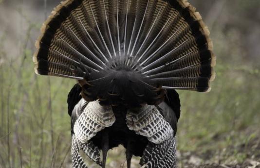 Male turkey fans feathers