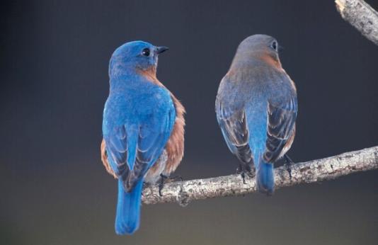 Two bluebirds on tree branch