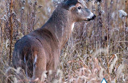 2023 Fall Deer & Turkey Hunting Regulations and Information