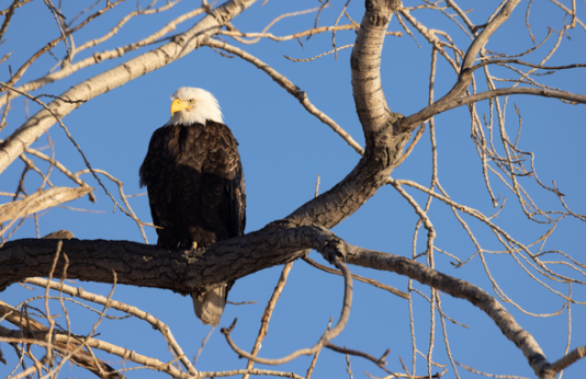 Bald eagle perches on tree branch