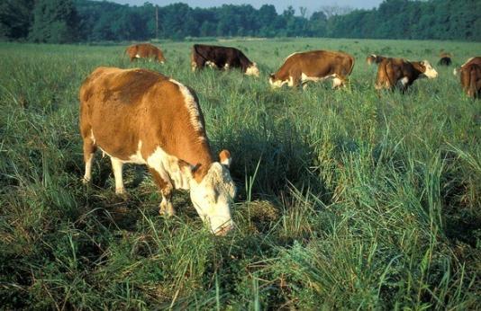 Cows grazing in grass