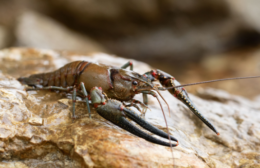 Long-pincered crayfish