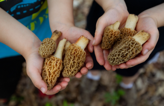 Children holding morel mushrooms